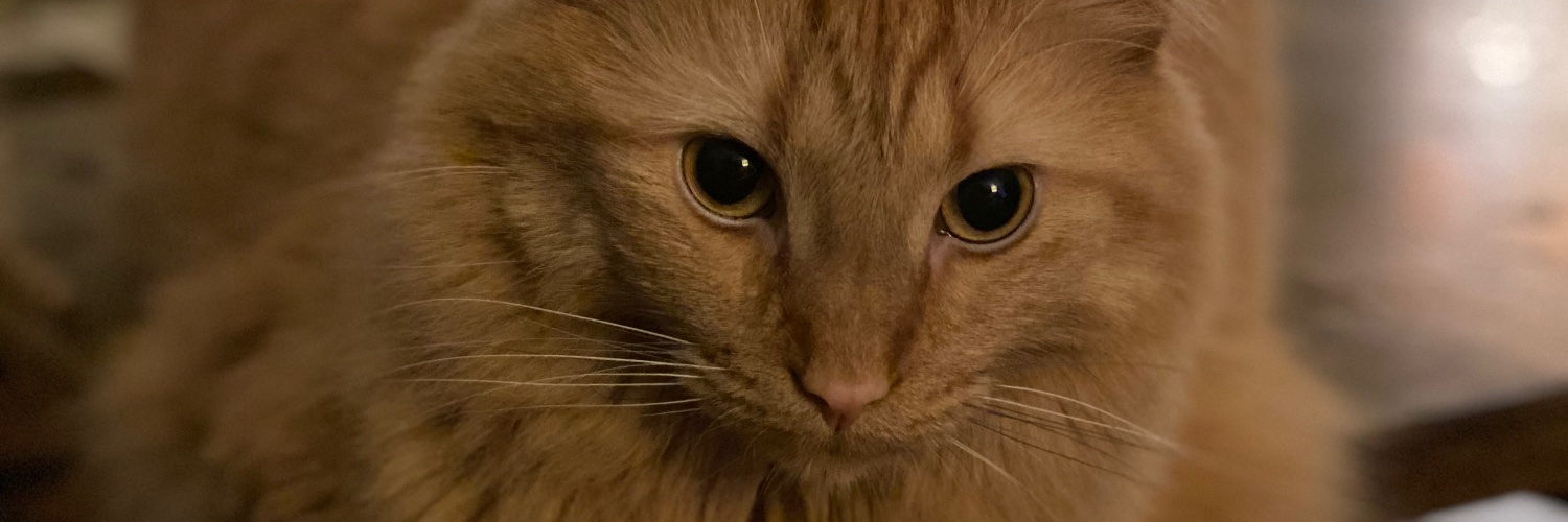 NashvilleSarahKate banner