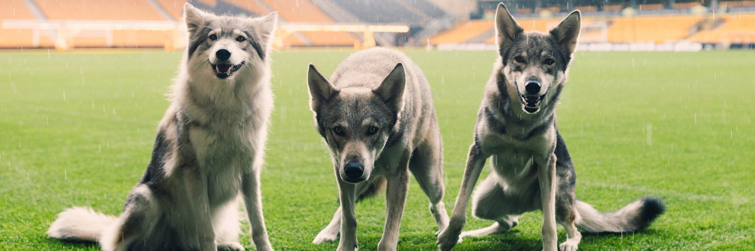 BloxwichWolf 🐺 banner