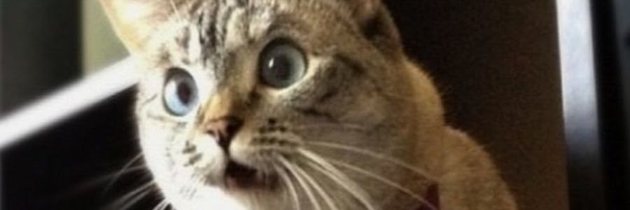 Cat NFT Hunter by AB EW banner