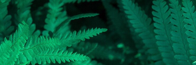 ccErck's profile banner image
