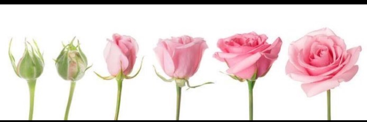 dollyangelme's profile banner image