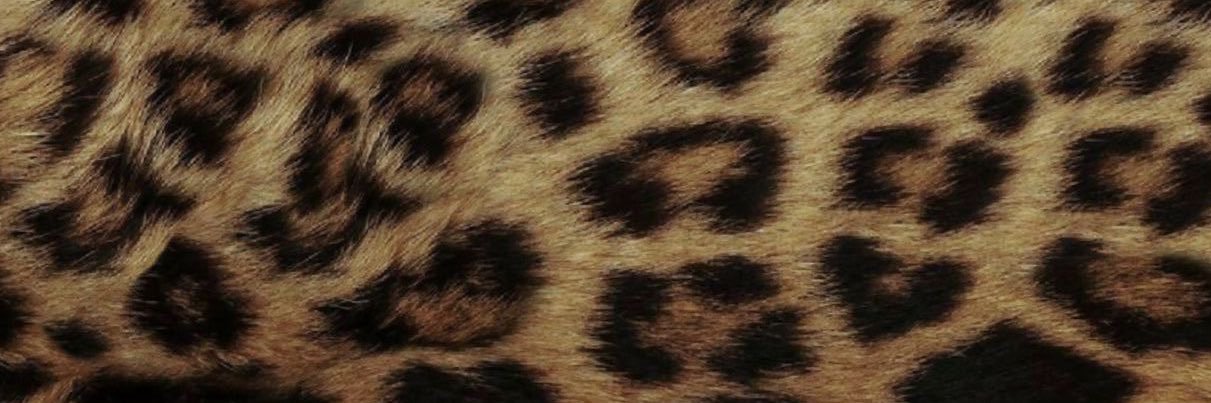 𝔹𝕒𝕤𝕚𝕝𝕖𝕦𝕤 banner