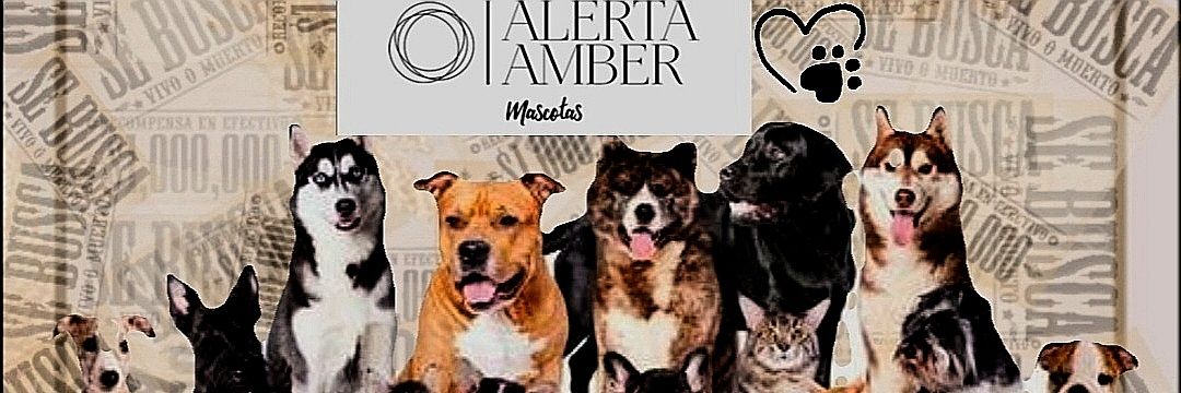 AmberMascotas's profile banner image