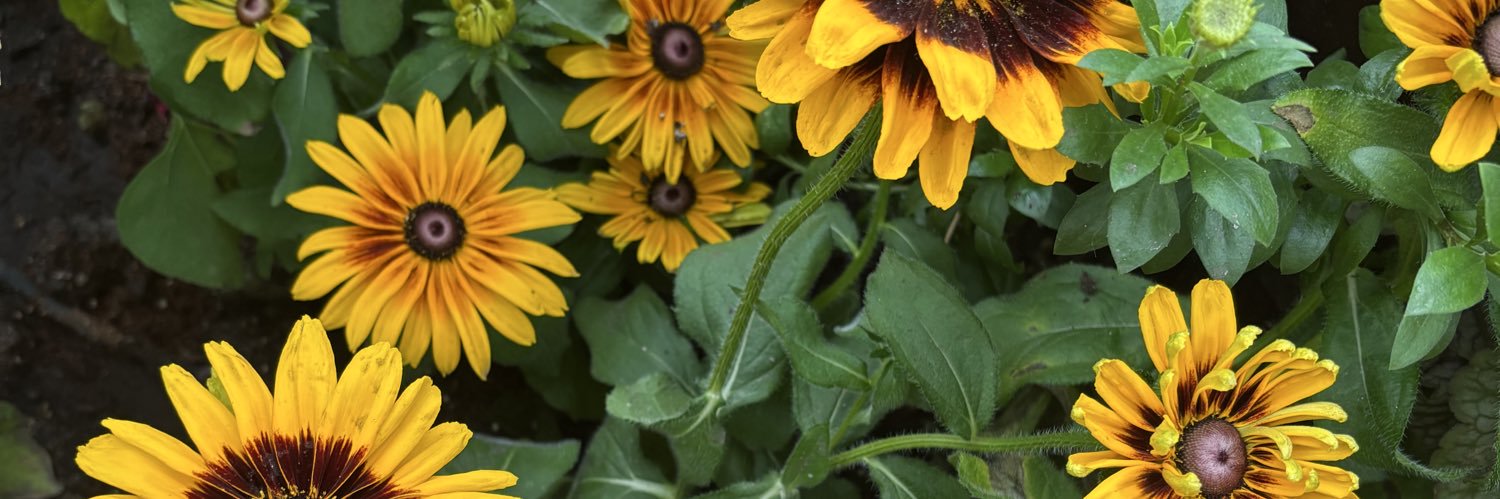 sunflowernilou's profile banner image