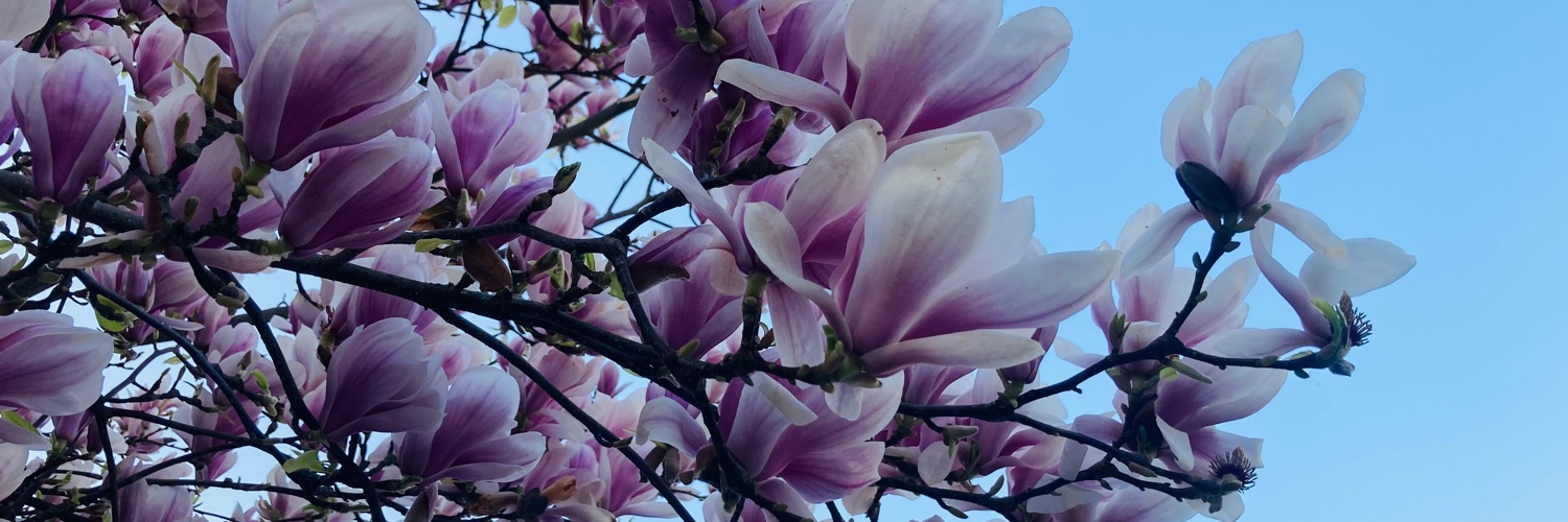 arch_ives's profile banner image