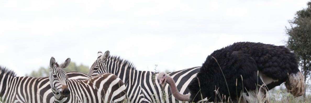 Kenyan Ornithologist-Kenyan Birds banner