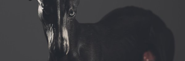 VeneSere Profile Banner