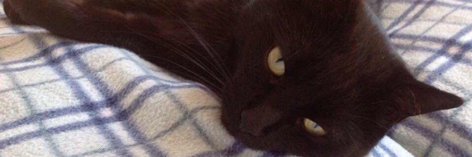 Sara Strodtbeck 🏳️‍🌈 🏳️‍⚧️ banner