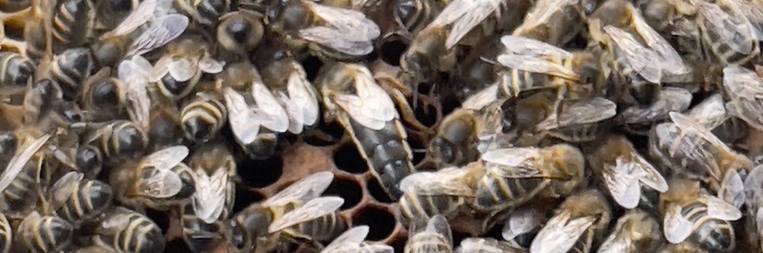 Milo 🐝🤍🏴󠁧󠁢󠁷󠁬󠁳󠁿's banner