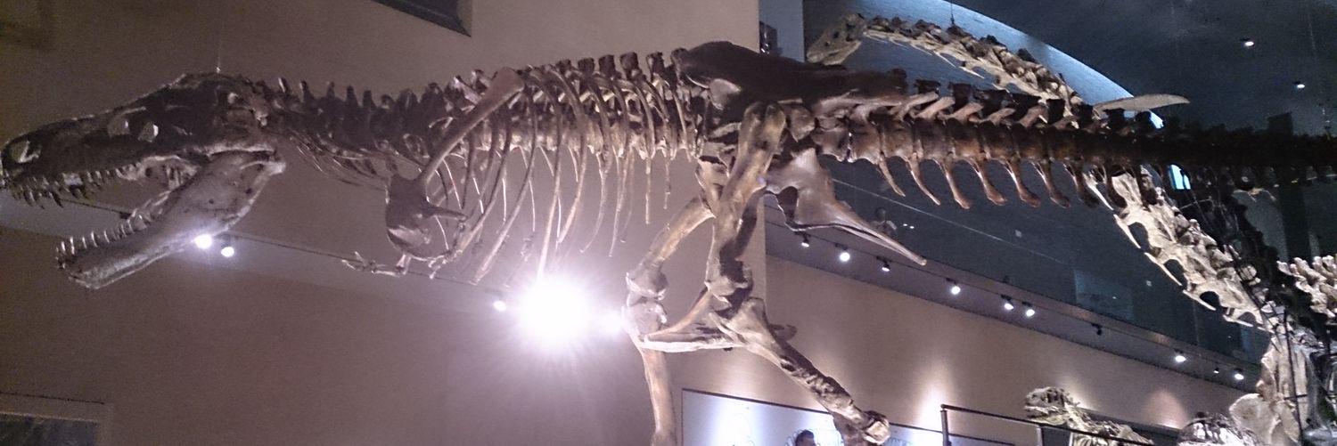 mgrex25ee110300's profile banner image