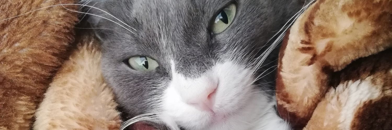 creaturetgc's profile banner image