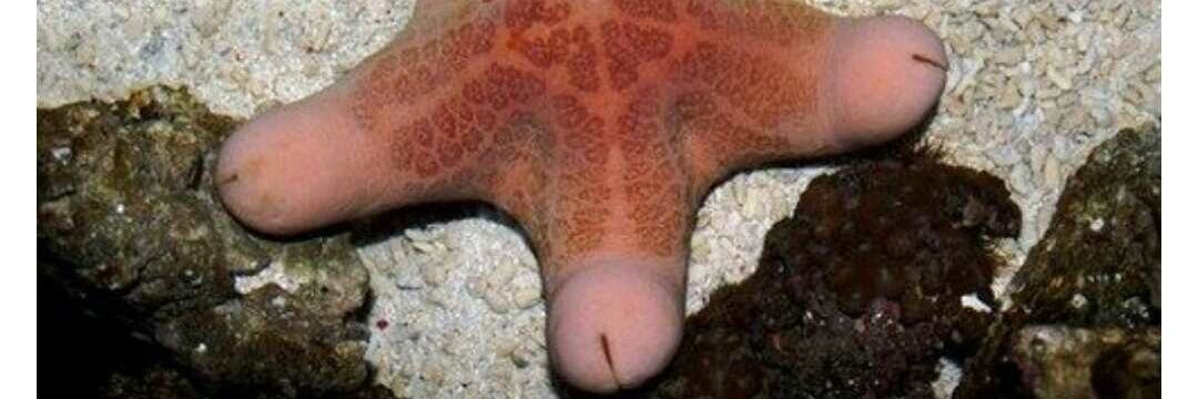 畜ペん@畜生会代表 banner