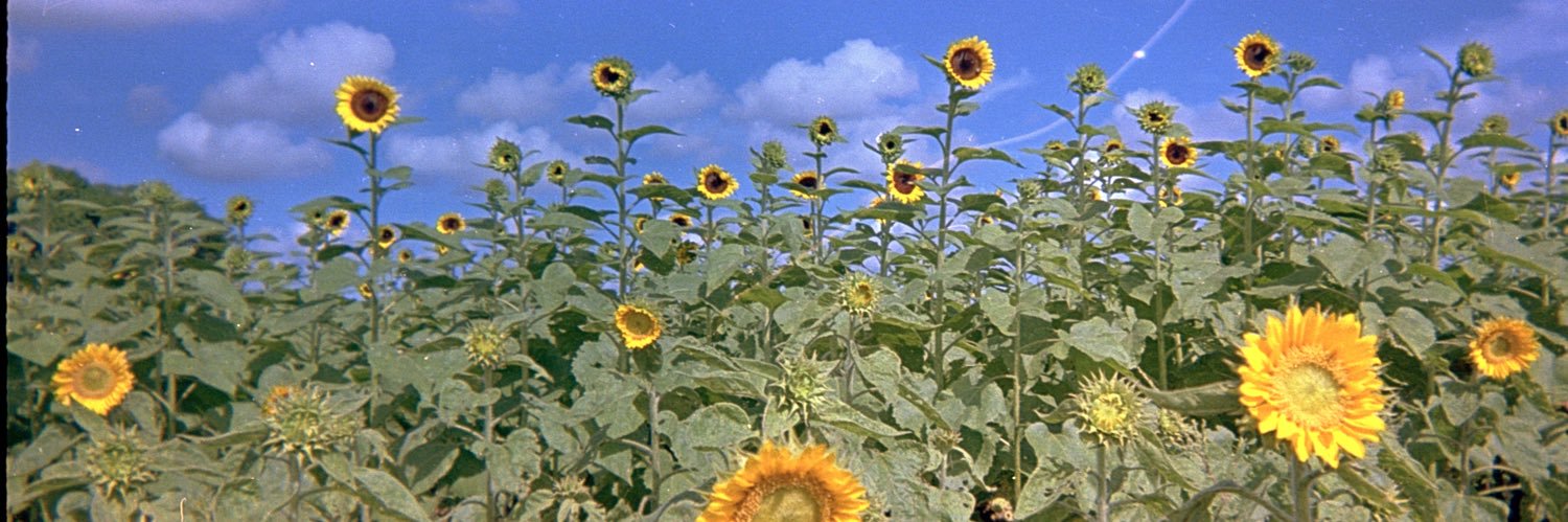 Pancho Feraud banner