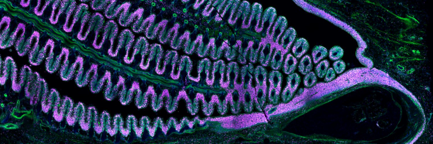 Julien Rességuier 🇪🇺 🇫🇷 🇳🇴 banner