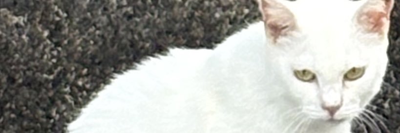 yoppy banner