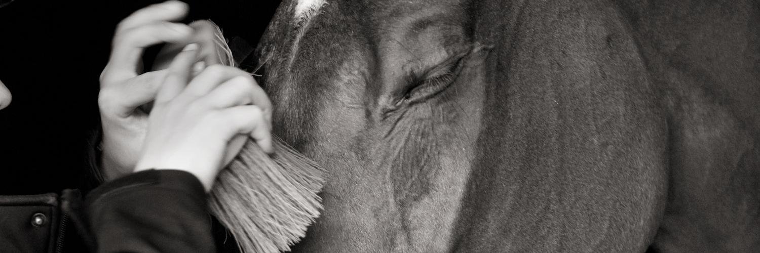 TheHorseComesFirst banner