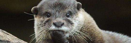 Crizzy Stizzy 🐬 banner