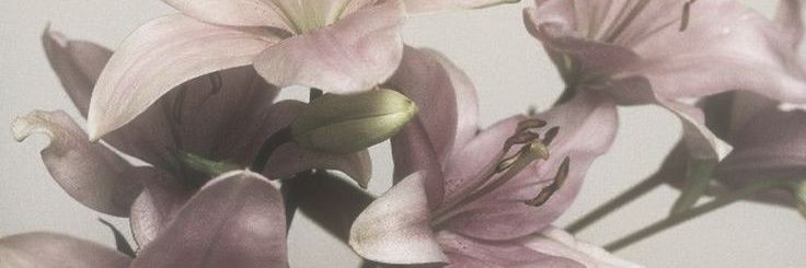 carpe diem banner
