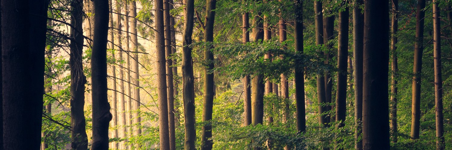 Taylor Lane Games banner