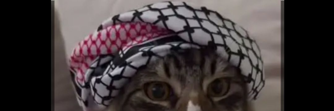 Kucing Sholeh banner