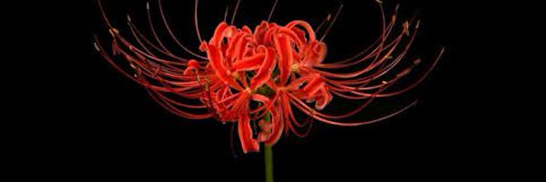 ritora0 Profile Banner