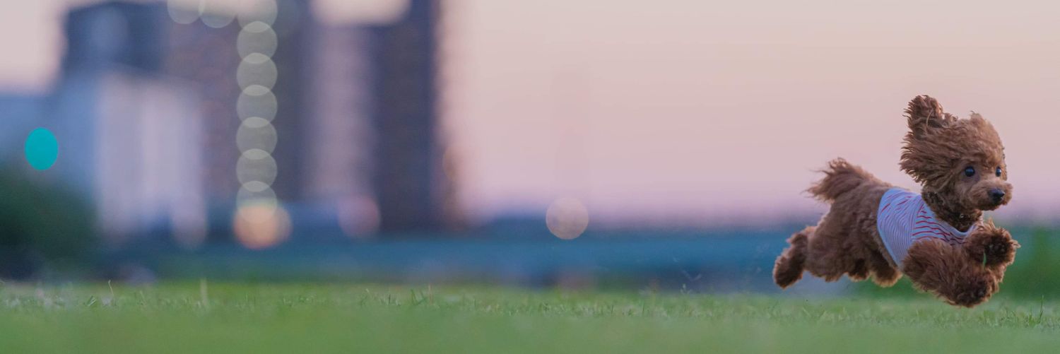 Popeyengel's profile banner image