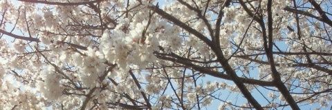 ♥micaLi♥ banner