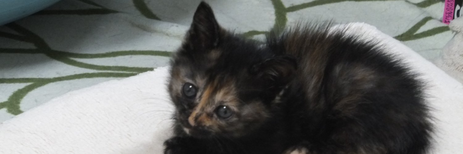 だんでーchang banner