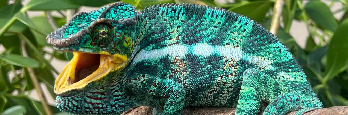 Puffed up and Hissing banner