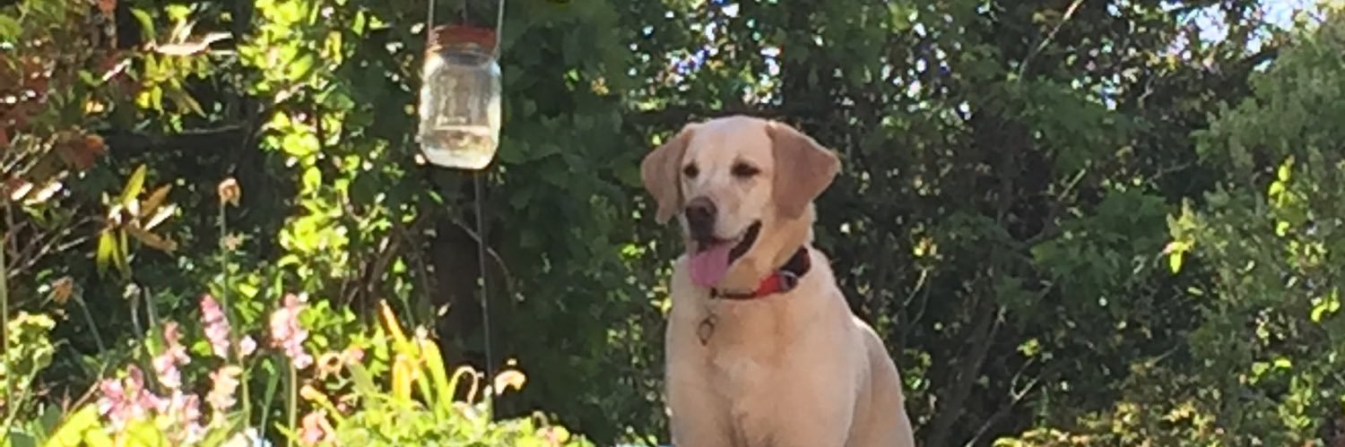 lruttley's profile banner image