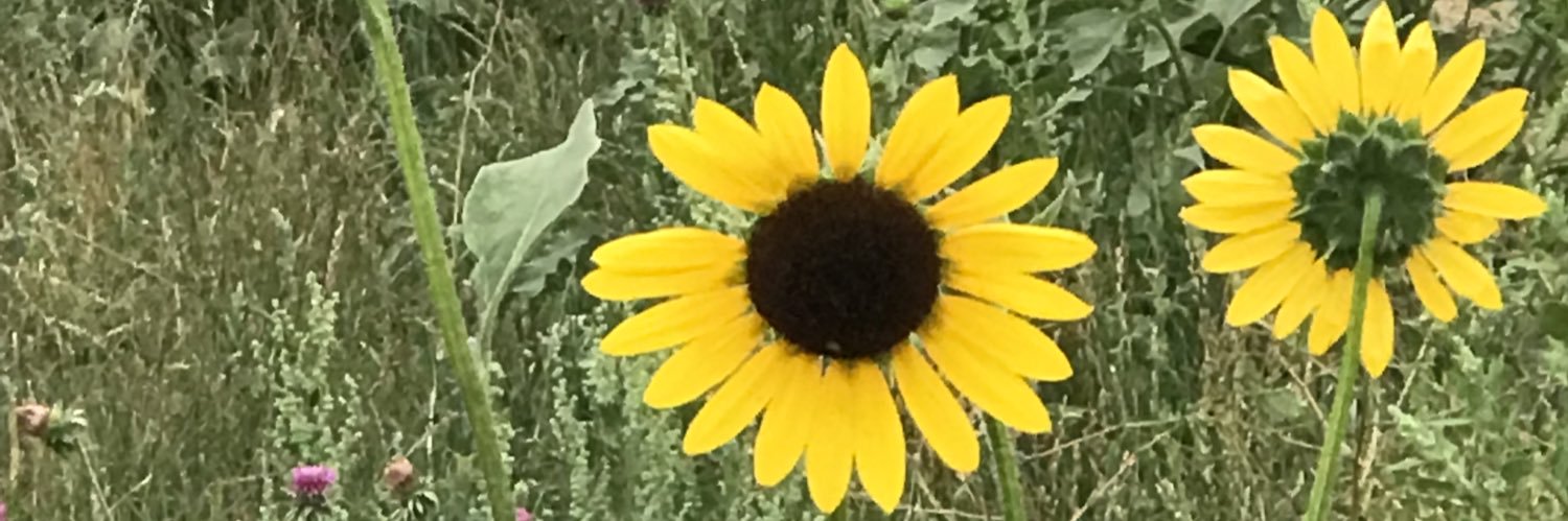 Michelle Muse banner