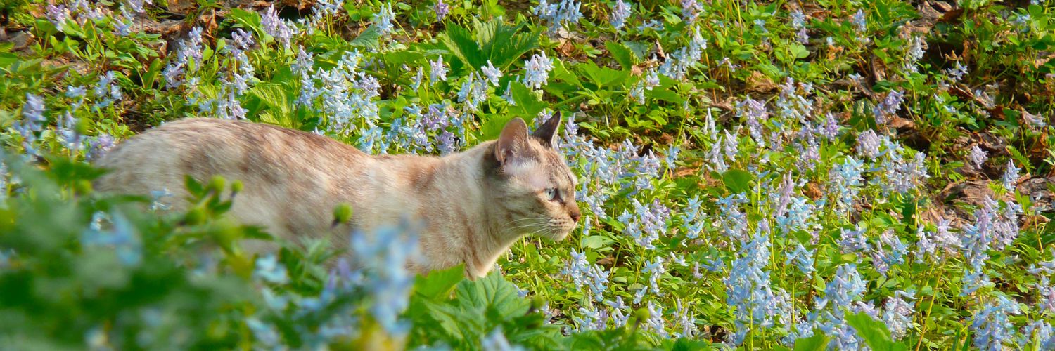 やもっちゃん banner