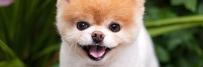 camotero profesional banner