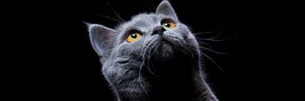 tipical_nelson Profile Banner