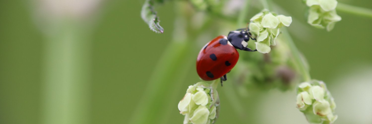 MaureenMeer's profile banner image