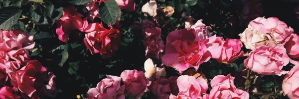 mariyahirna Profile Banner