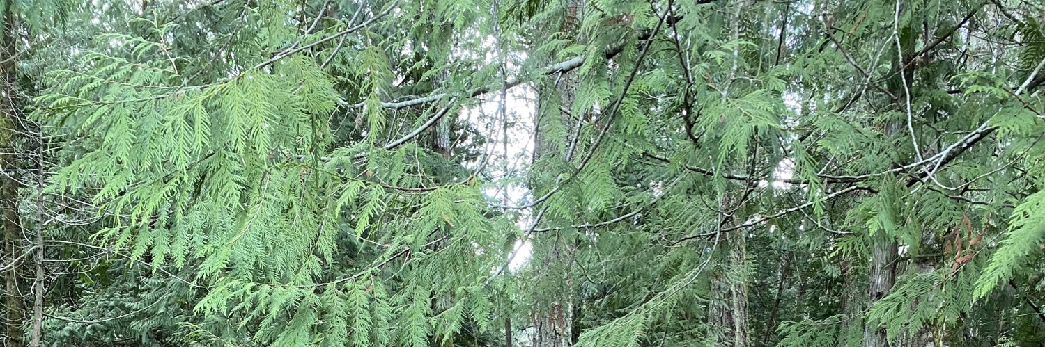 Nicole Banman banner