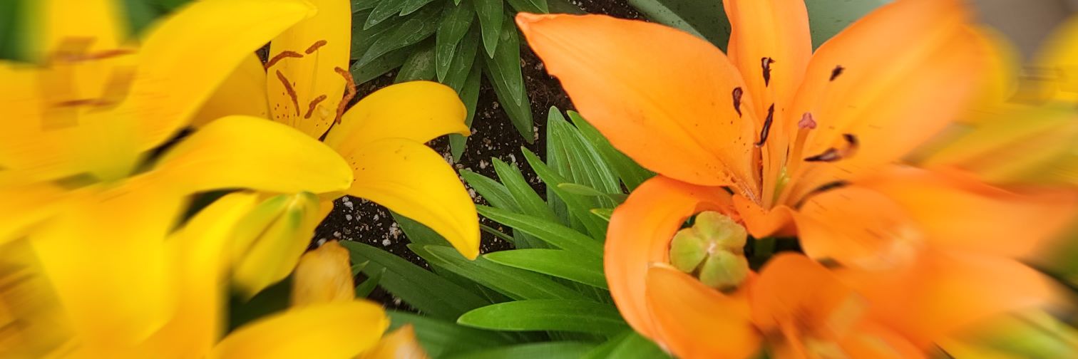 ○•Heather•○ banner