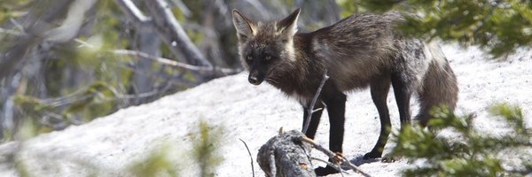 afiendishfox Profile Banner