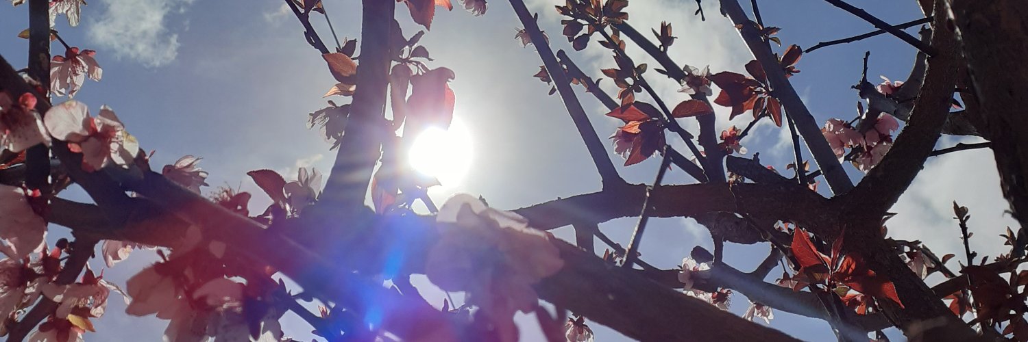 SolAmadeo1's profile banner image