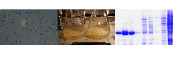 Vallecillo_AJ Profile Banner