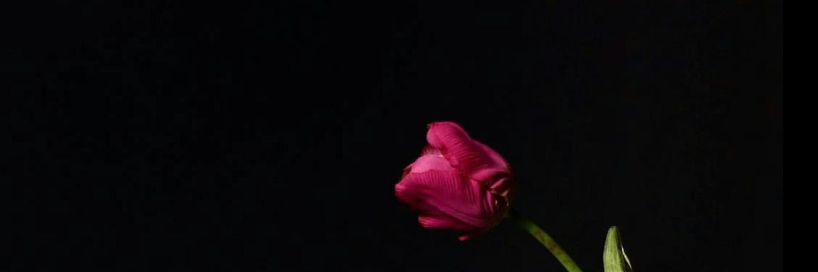 1414samtt's profile banner image