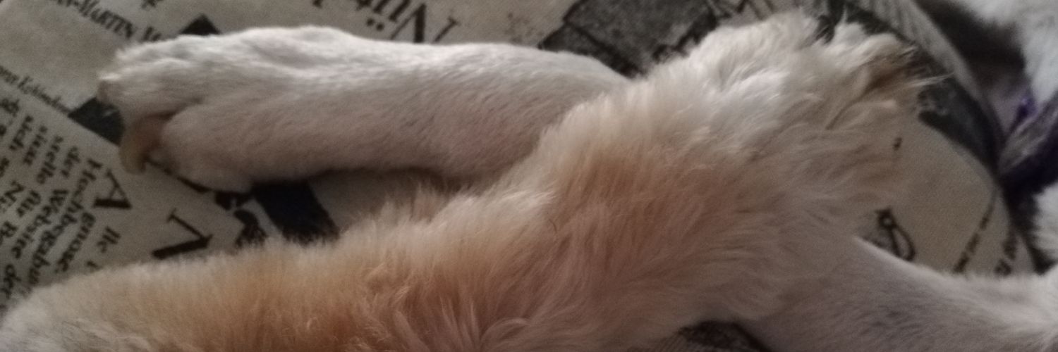 bichii22's profile banner image