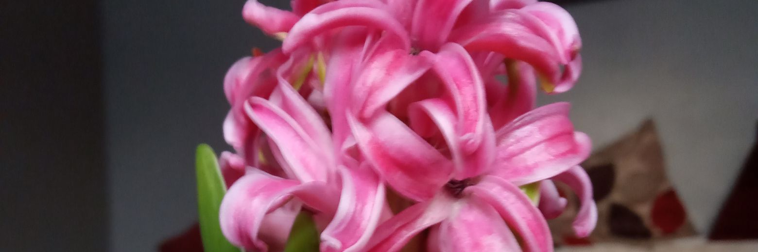 Kay Home Flower banner