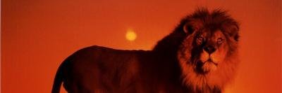 nesvaruos's profile banner image