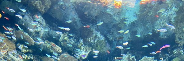 kaede_oboe Profile Banner