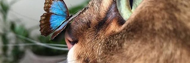 Simaf5's profile banner image