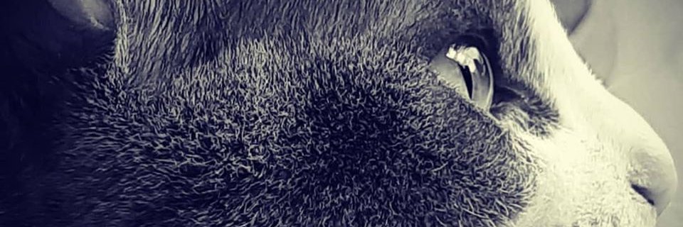 Liss_Ovalle's profile banner image