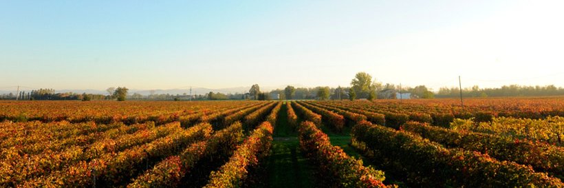 Fermented_Boss banner