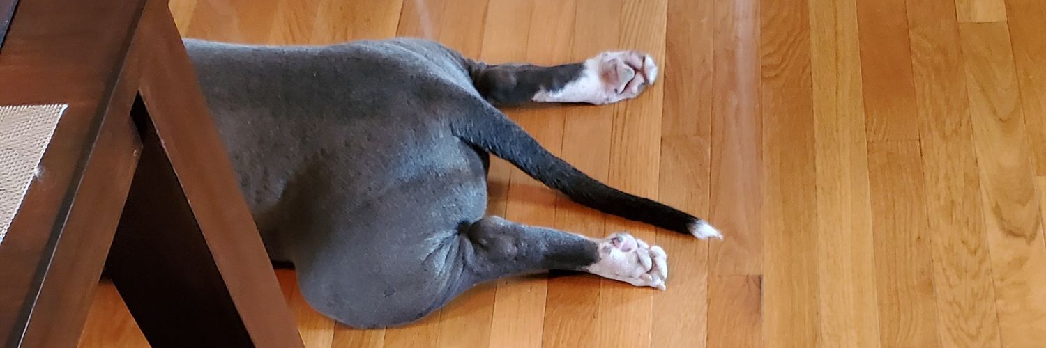 Thor the All American Bully banner